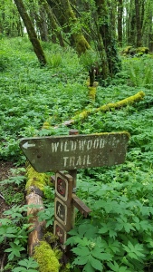 wildwood